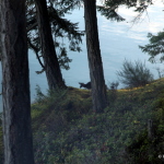 SALT SPRING ISLAND 2014 IMG_6353